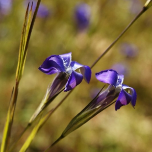 Gentianopsis grandis